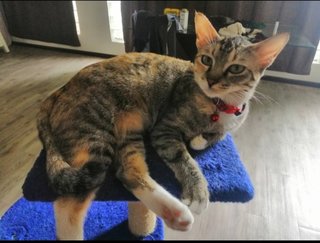 Happy - Torbie + Tortoiseshell Cat