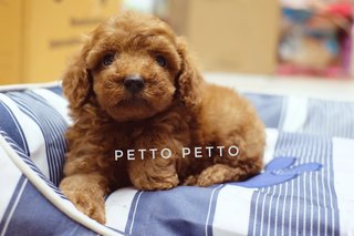 Quality Toy &amp; Tiny Toy Poodle Puppies  - Poodle Dog