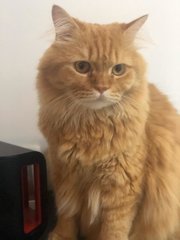 Floki - Persian + Domestic Long Hair Cat