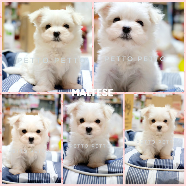 Quality Maltese Puppies  - Maltese Dog