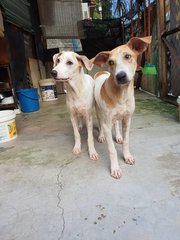 3 Jellybeans  - Mixed Breed Dog