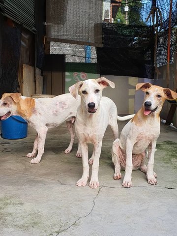 3 Jellybeans  - Mixed Breed Dog