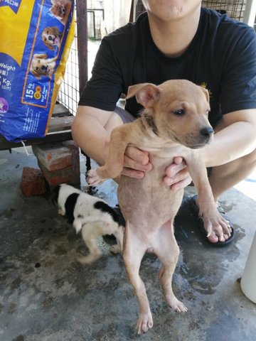 Newborn Babies Awaits To Get Their Names - Mixed Breed Dog