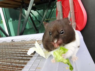 Panda - Syrian / Golden Hamster Hamster