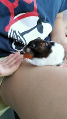 Panda - Syrian / Golden Hamster Hamster