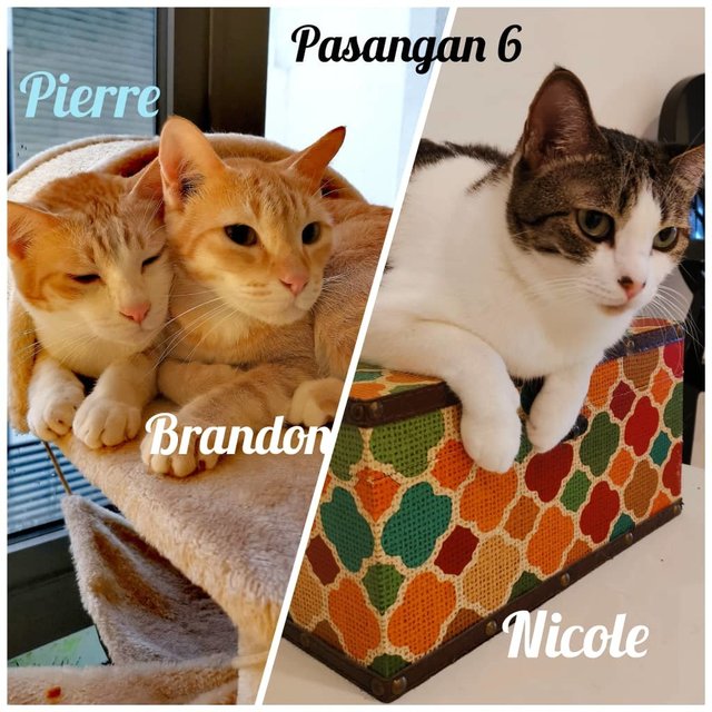 Nicole, Brandon And Pierre - Urgent Adop - Domestic Short Hair Cat