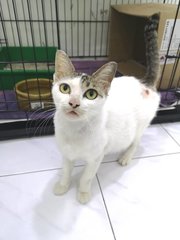 Valentine - Domestic Short Hair Cat