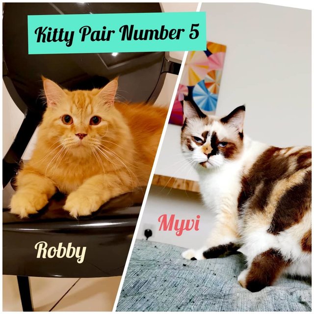 Robby And Myvi - Urgent Adoption - Persian + Domestic Medium Hair Cat