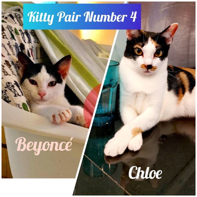 Chloe And Beyonce - Urgent Adoption - Domestic Short Hair Cat