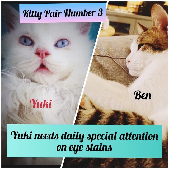 Ben And Yuki - Urgent Adoption - Domestic Short Hair + Persian Cat