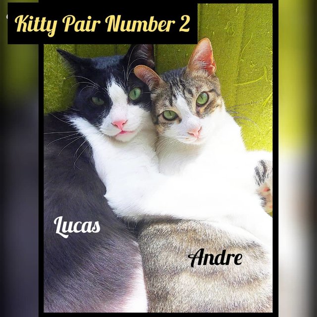 Lucas And Andre - Urgent Adoption - Domestic Short Hair Cat