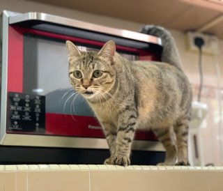 Meow Meow loves the red microwave oven