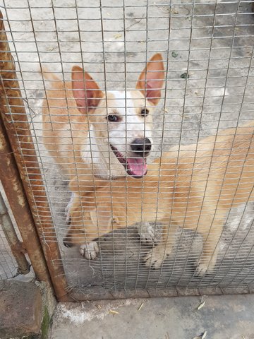 Donut / Coconut - Mixed Breed Dog