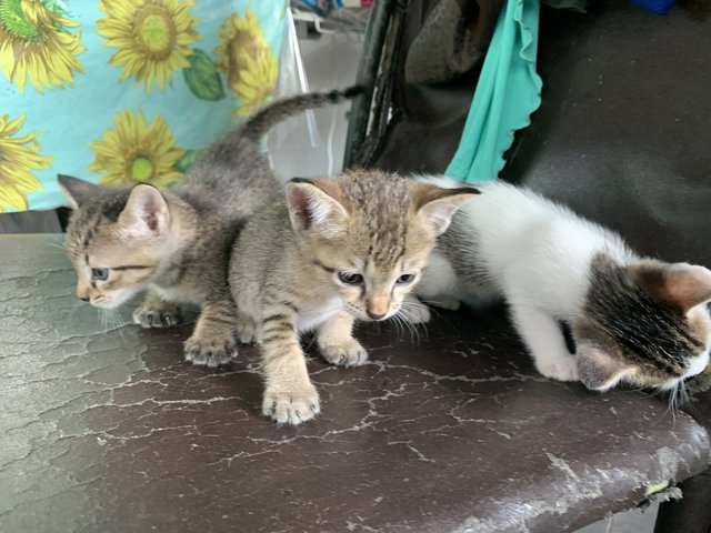 Oreo, Moca &amp; Susu - Domestic Short Hair Cat