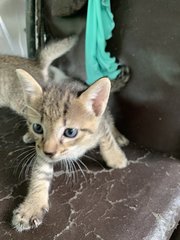 Oreo, Moca &amp; Susu - Domestic Short Hair Cat