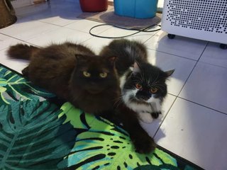 Female &amp; Male - Persian + Scottish Fold Cat