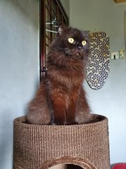 Female &amp; Male - Persian + Scottish Fold Cat