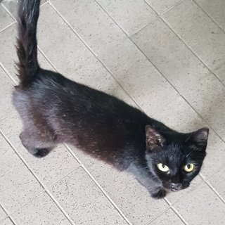 Juliette The Black Beauty - Bombay + Domestic Short Hair Cat