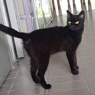 Juliette The Black Beauty - Bombay + Domestic Short Hair Cat