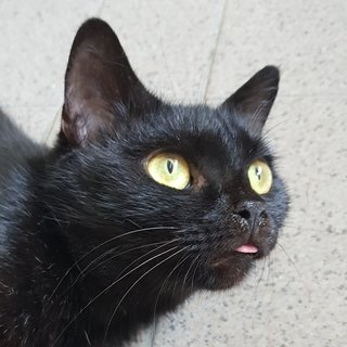 Juliette The Black Beauty - Bombay + Domestic Short Hair Cat