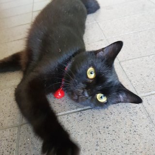 Juliette The Black Beauty - Bombay + Domestic Short Hair Cat