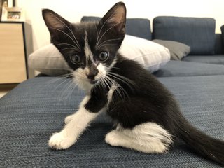 Tux - Tuxedo Cat