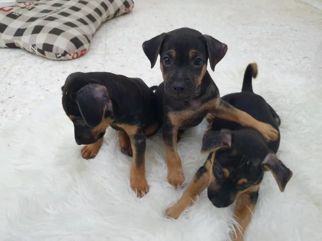 Duke, Duchess And Toby - Mixed Breed Dog