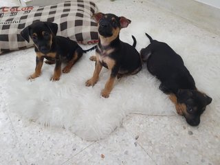 Duke, Duchess And Toby - Mixed Breed Dog