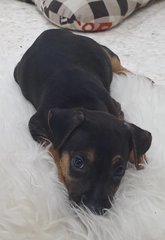 Duke, Duchess And Toby - Mixed Breed Dog