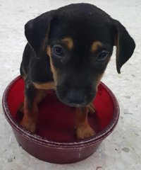 Duke, Duchess And Toby - Mixed Breed Dog