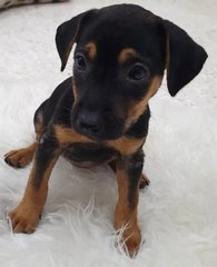 Duke, Duchess And Toby - Mixed Breed Dog