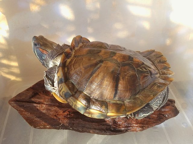 Loki - Turtle Reptile