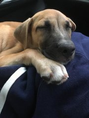 Bail3y (4eva Happy) - Mixed Breed Dog