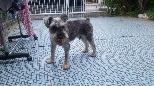 Bruno - Schnauzer Dog