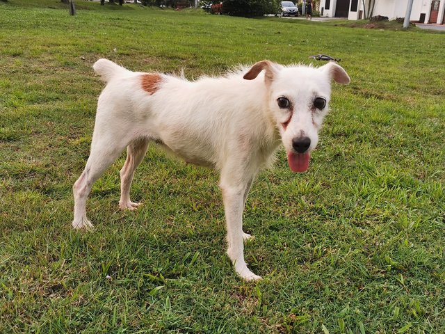 Cheeky - Jack Russell Terrier Dog