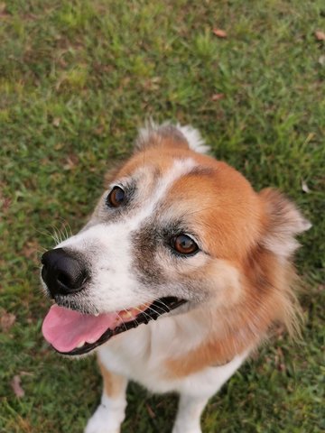 Jimmy The Manja Boy - Mixed Breed Dog