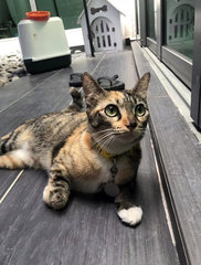 Mother &amp; Kittens - Domestic Short Hair Cat