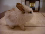 Mimi - Lionhead Rabbit