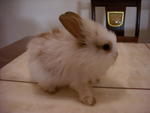 Mimi - Lionhead Rabbit