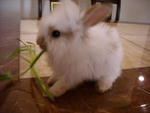 Mimi - Lionhead Rabbit