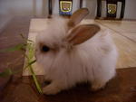 Mimi - Lionhead Rabbit