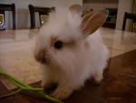 Mimi - Lionhead Rabbit