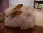 Mimi - Lionhead Rabbit