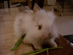 Mimi - Lionhead Rabbit