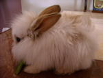 Mimi - Lionhead Rabbit