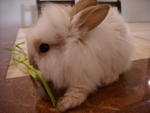 Mimi - Lionhead Rabbit