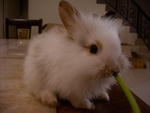 Mimi - Lionhead Rabbit