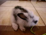 Nani - Lionhead Rabbit