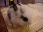 Nani - Lionhead Rabbit