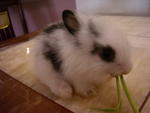 Nani - Lionhead Rabbit